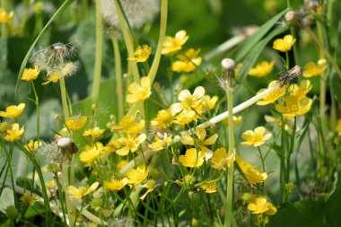 Olgun karahindiba bulutu yakın