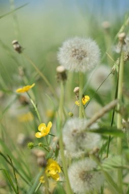 Olgun karahindiba bulutu yakın