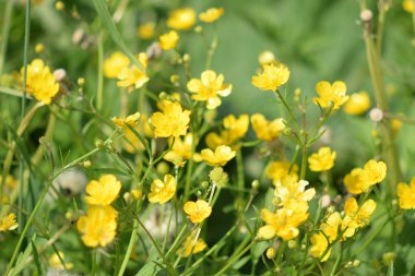 Olgun karahindiba bulutu yakın