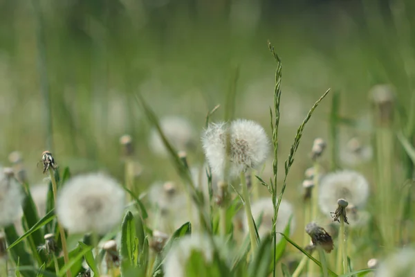 Mrak Zralých Dandeliů Zblízka — Stock fotografie