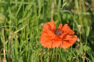 Bulutlarda haşhaş yakın