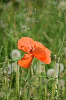 Bulutlarda haşhaş yakın