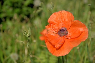 Sabah, öğleden sonra ve gün batımında bulutlarda haşhaş