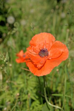 Sabah, öğleden sonra ve gün batımında bulutlarda haşhaş