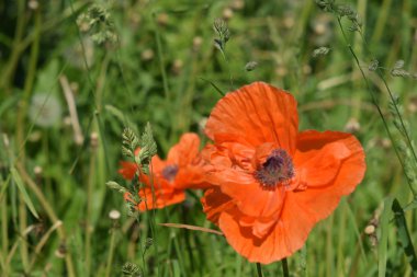 Sabah, öğleden sonra ve gün batımında bulutlarda haşhaş