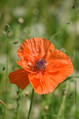 Sabah, öğleden sonra ve gün batımında bulutlarda haşhaş