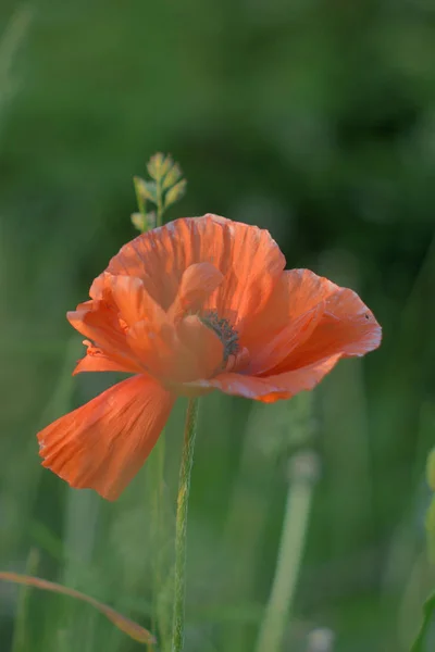 Poppy in the clouds close up — Stock Photo, Image