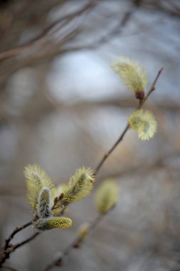 Dallarda sarı tavuklar ile Blooming söğüt