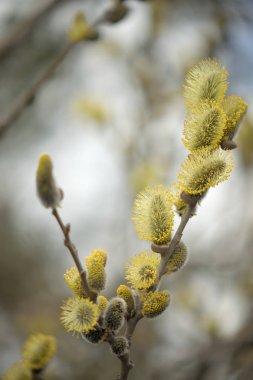 Dallarda sarı tavuklar ile Blooming söğüt