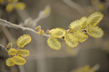 Dallarda sarı tavuklar ile Blooming söğüt