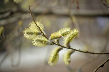 Dallarda sarı tavuklar ile Blooming söğüt