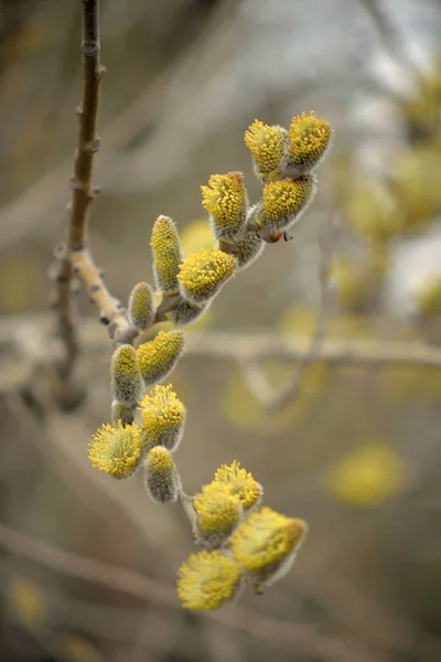 Blooming Willow Yellow Chickens Branches — Stock Photo, Image