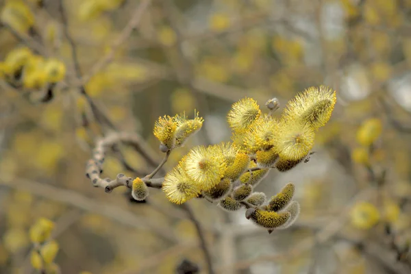 Dallarda Sarı Tavuklar Ile Blooming Söğüt — Stok fotoğraf