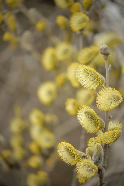 Blooming Willow Yellow Chickens Branches — Stock Photo, Image