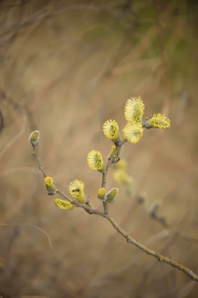 Dallarda Sarı Tavuklar Ile Blooming Söğüt — Stok fotoğraf