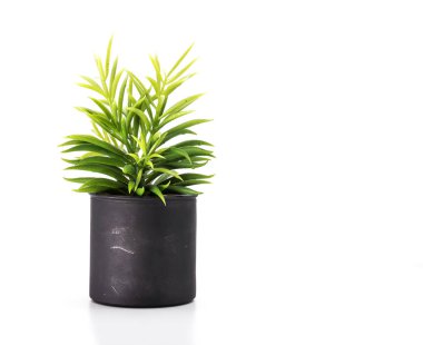 Beyaz arka plan ve copyspace üzerinde ağaç pot. Dekorasyon için Houseplant.