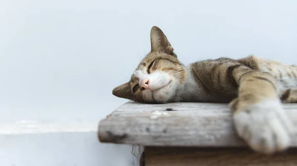 Cute Cat Sleeping Wooden Table — Stock Photo, Image