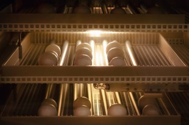 Yumurta Kuluçka makinesi arka plan. Çiftlikte kuluçka ile kuş yumurtası.