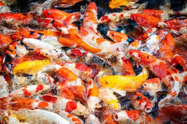 Havuz arka planda Renkli Koi balık.