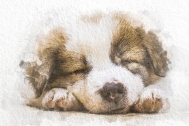 Suluboya köpek beyaz kağıt arka plan üzerinde soyut renk ile katta uyuyor. Güzel sanat boyama.