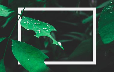 Koyu doğa arka plan üzerinde çiy ve beyaz çerçeve ile yeşil yaprak.
