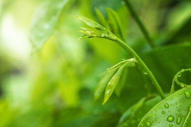 Yeşil yaprak ve çiy doğa arka planda güneş ışığı ile sabah saatlerinde.