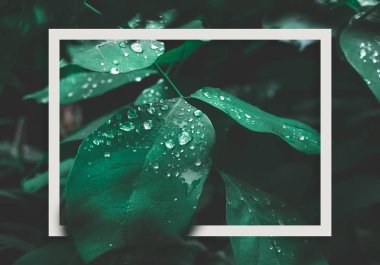 Koyu doğa arka plan üzerinde çiy ve beyaz çerçeve ile yeşil yaprak.