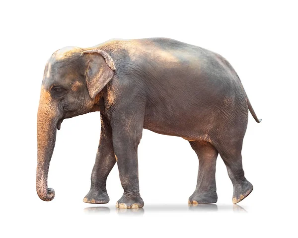 Слон Изолирован Белом Фоне Большие Млекопитающие Вырезка Пути — стоковое фото