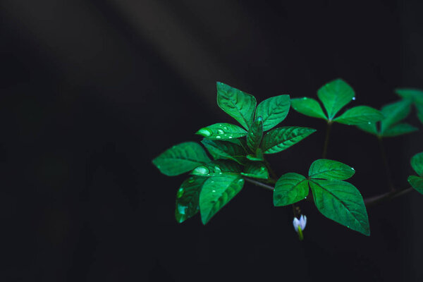 Green leaves with rain drops growing in the wild forest on dark background. Light shines on leaf in the rainforest.