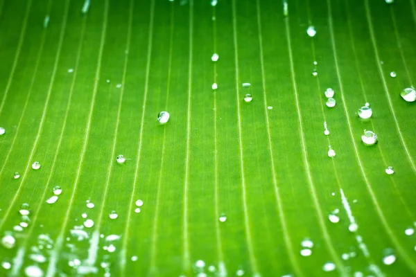 Green leaf pattern and dew with abstract line in nature background.
