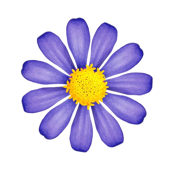 Mavi Çiçek Beyaz Arka Plan Üzerinde Izole Sarı Polenli Güzel — Stok fotoğraf