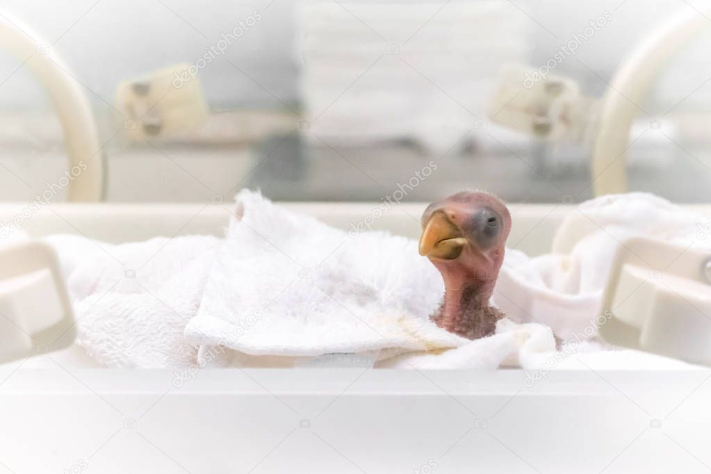Newborn of little parrot in a farm incubator background. Hatching animal.