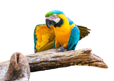 Colorful Parrots bird isolated on white background. Blue and gold Marcaw on the branches. ( Clipping path ) clipart