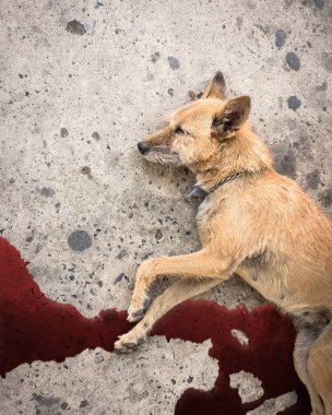 Bir köpeğe araba çarpmış ve yolda ölmüş. Evcil hayvanlarla kazalar.