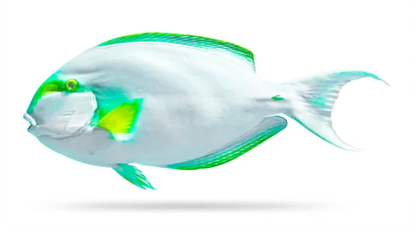 Renkli Balık Beyaz Arka Plan Üzerinde Izole Mercan Resifi Balığı — Stok fotoğraf