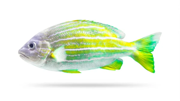Peixe Colorido Isolado Sobre Fundo Branco Peixes Recifes Coral Caminho — Fotografia de Stock