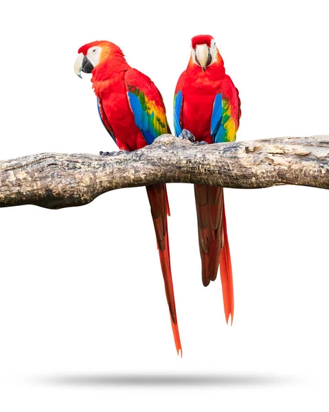 Coloridos Loros Pájaro Aislado Sobre Fondo Blanco Marcaw Rojo Azul — Foto de Stock