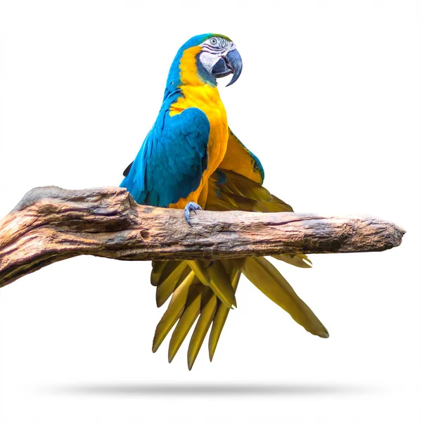 Renkli Papağan Kuş Beyaz Arka Plan Üzerinde Izole Dallarda Mavi — Stok fotoğraf