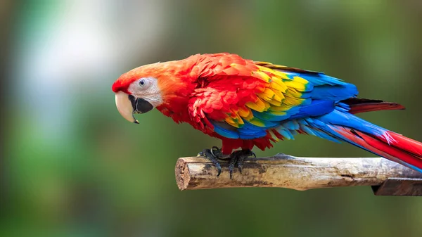 Coloridos Loros Pájaro Fondo Naturaleza Marcaw Rojo Azul Las Ramas — Foto de Stock