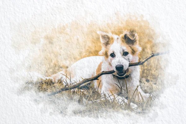 Akwarela Pies Trzymać Suchej Gałęzi Drzewa Ustach Abstrakcyjny Kolor Białym — Zdjęcie stockowe