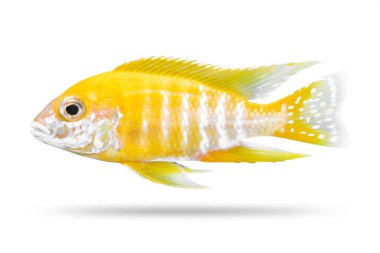 Cichlids balık beyaz arka plan üzerinde izole. Sarı renk. ( Kırpma yolu )