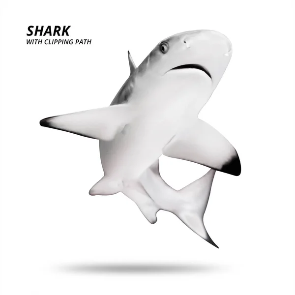 Hai Isoliert Auf Weißem Hintergrund Schwarzspitzenfische Schnittpfad — Stockfoto