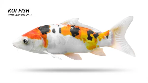 Pesce Koi Isolato Sfondo Bianco Colorati Pesci Carpa Percorso Ritaglio — Foto Stock