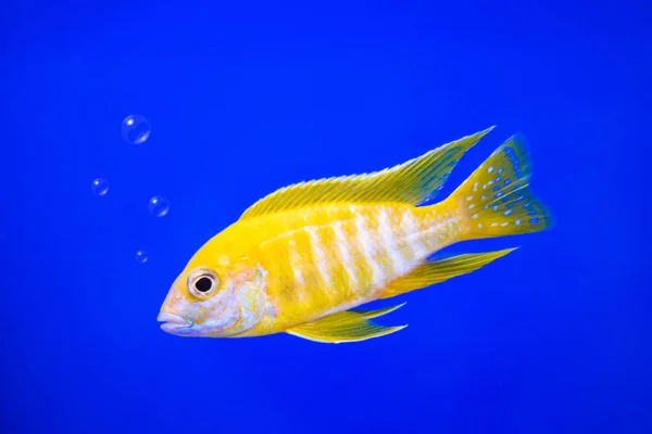 Kabarcıklar Ile Sualtı Arka Plan Üzerinde Cichlids Balık Sarı Renkler — Stok fotoğraf