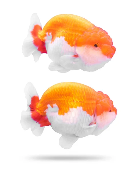 Goldfische Isoliert Auf Weißem Hintergrund Goldfischgeleekopf Schnittpfad — Stockfoto