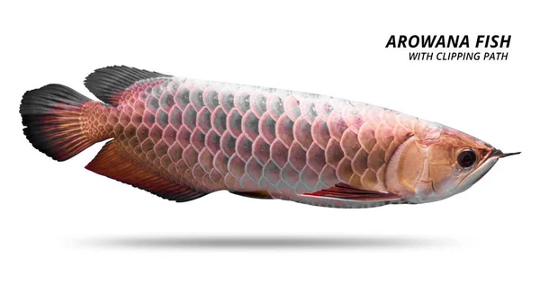 Pesce Arowana Isolato Sfondo Bianco Specie Asiatiche Percorso Ritaglio — Foto Stock