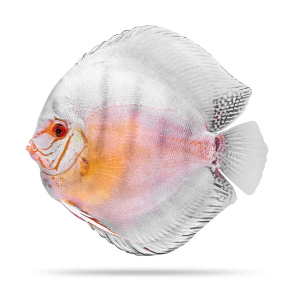 Disk Balığı Beyaz Arka Planda Izole Edilmiştir Kırpma Yolu — Stok fotoğraf