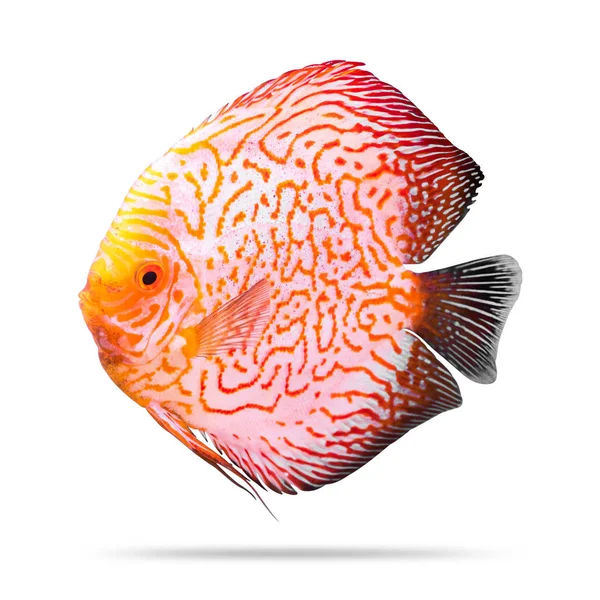 Disk Balığı Beyaz Arka Planda Izole Edilmiştir Turuncu Desenli Kırpma — Stok fotoğraf