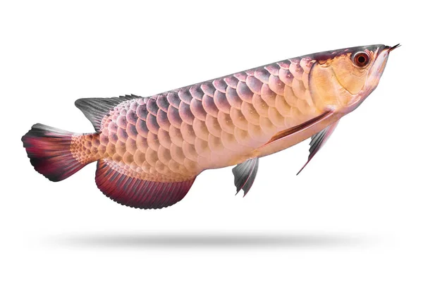 Arowana Fish Isolated White Background Asia Species Clipping Path — Stock Photo, Image