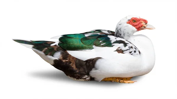 Gans Isoliert Auf Weißem Hintergrund Schnittpfad — Stockfoto